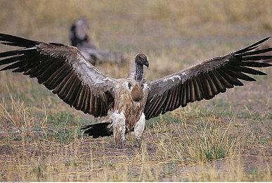 2024年GDC游戏开发者选择奖获奖名单公布 《博德之门3》年度最佳